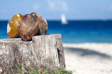 Still Life - coconuts on the stump against the blue sky and ocean