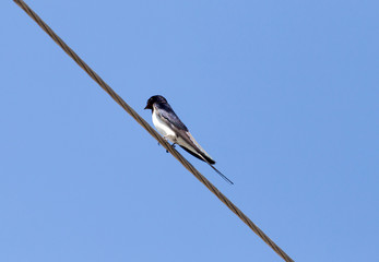 Swallow bird on the electric wire