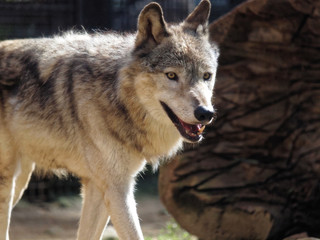 Fototapeta premium OLYMPUS DIGITAL CAMERA