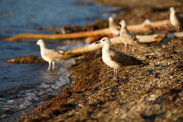 seagulls on the shore