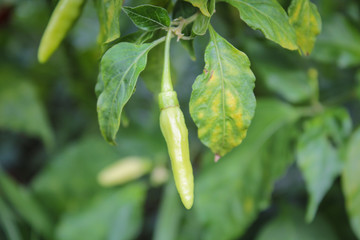 Green chili on chili tree in the garden