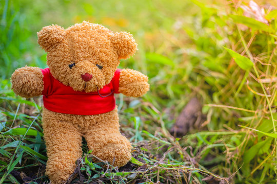 brown bear doll wear red shirt on natural background