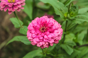 Chrysanthemum indicum Linn. Or Chrysanthemum morifolium Ramat, trees