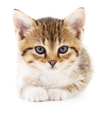 Obraz premium Kitten on white background.