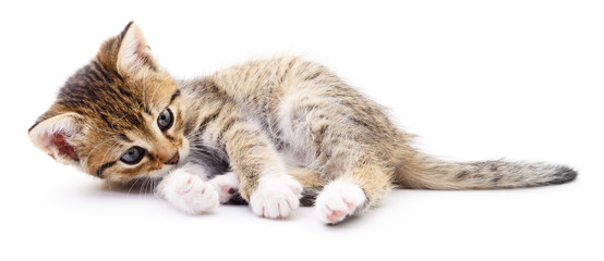 Kitten on white background.