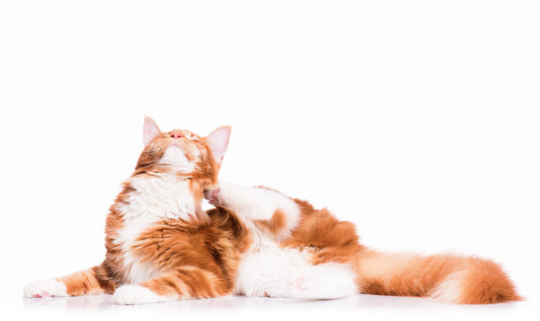 Portrait of domestic red  Maine Coon kitten - 8 months old. Cute young cat lying down and scratching ear. Adorable orange striped kitty isolated on white background.