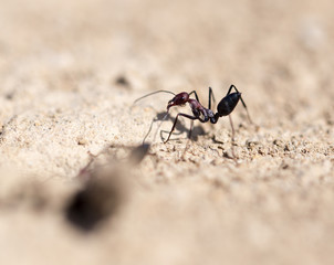 Ant on dry ground. macro