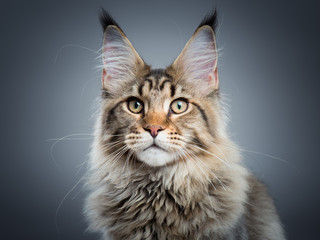 Portrait of domestic black tabby Maine Coon kitten - 5 months old. Close-up studio photo of striped kitty looking at camera. Focus on eyes. Beautiful young cat on grey background. - obrazy, fototapety, plakaty