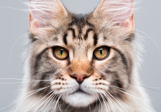 Portrait of domestic black tabby Maine Coon kitten - 5 months old. Close-up studio photo of striped kitty looking at camera. Focus on eyes. Cute young cat on grey background.
