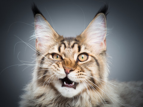 Portrait of domestic black tabby Maine Coon kitten - 5 months old. Playful striped kitty looking at camera. Beautiful young cat make funny face on grey background.