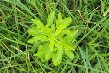 holy basil in the garden
