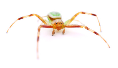 Green spider on white.