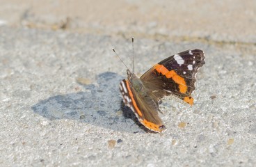 Fototapeta na wymiar Painted butterfly - Vanessa atalanta closeup view on the gorund