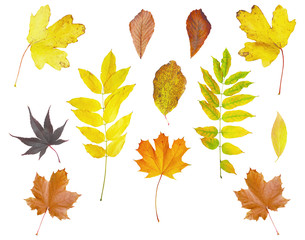 Fototapeta premium autumn leaves isolated on white background