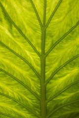 Transparent Leaf