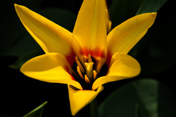 Yellow tulip star shaped