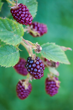 Closeup of blackberries on a twig