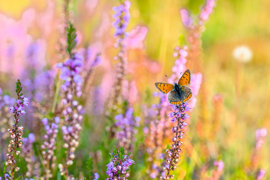 Beautiful butterfly on flowers of heather in autumn, backgrounds