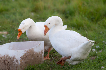 white geese drinking water