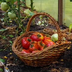 Collecting  harvest of tomatoes