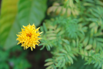 Marigolds (Tagetes erecta, Mexican marigold, Aztec marigold, African marigold)
