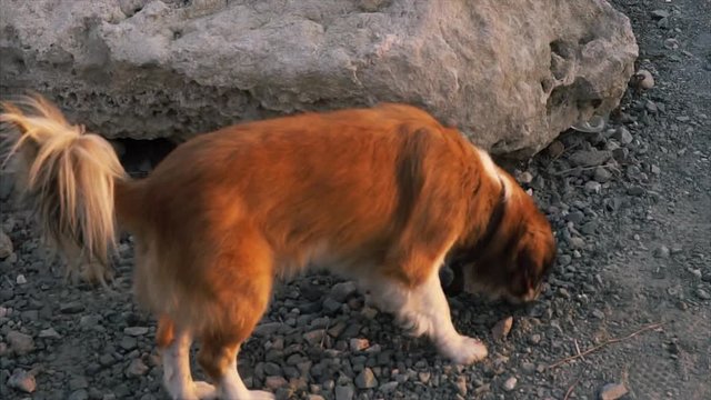 A dog lifts up his leg and pee side the stone.