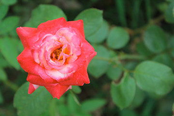 Pink rose on the green leaf in the garden