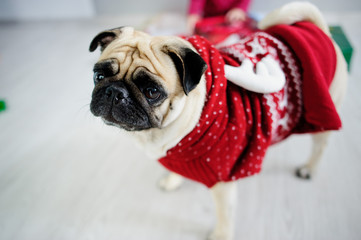 Amusing doggie of breed pug in a reindeer suit.