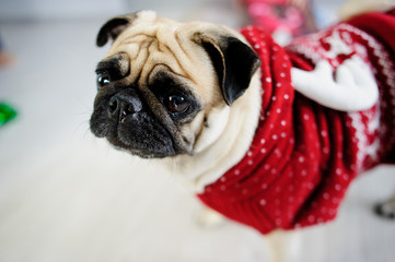 Amusing doggie of breed pug in a reindeer suit.