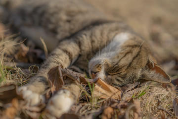 Sleeping cat