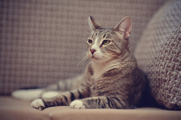 The impressive striped cat lies on a sofa.