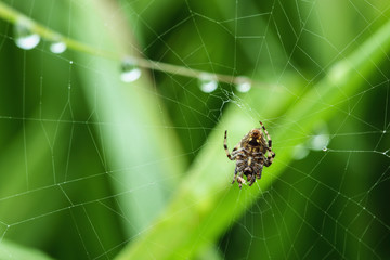 Spider on the web with dew drops backgrounds