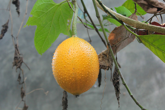 Gac fruit is ripe on the tree. Gac is high in anti-oxidants. Enhance the body immunity