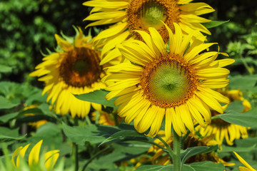 Obraz premium Beautiful Sunflowers in garden outdoor