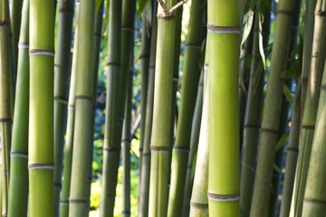 Background image of bamboo plants 