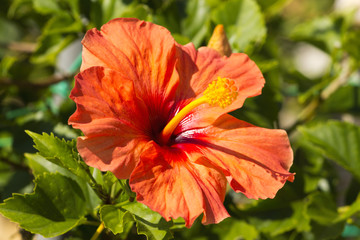 hibiscus salmone-Exposure