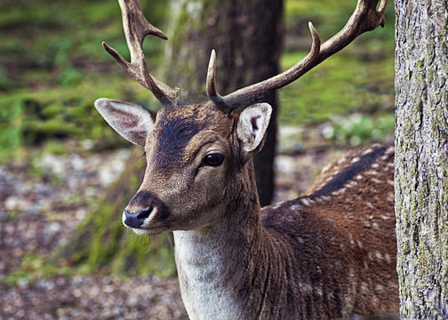Portrait of male deer with antlers in natural environment