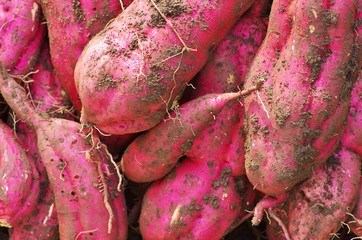 掘りたてのさつまいも