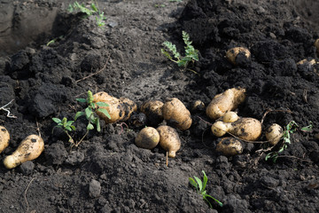 Freshly dug potatoes lying on ground