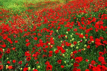 Poppies