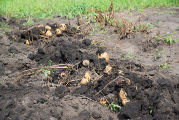 Freshly dug potatoes lies on bed