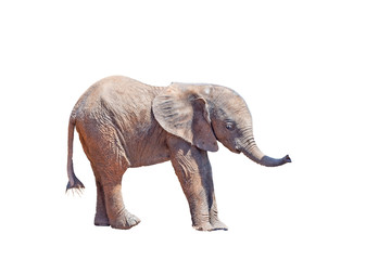 Obraz premium Elephant calf isolated in white