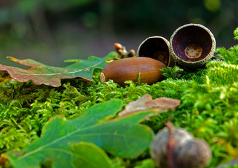 Little Acorns