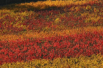 View of beautiful vineyards in Tuscany, Chianti, Italy. Autumn Season.