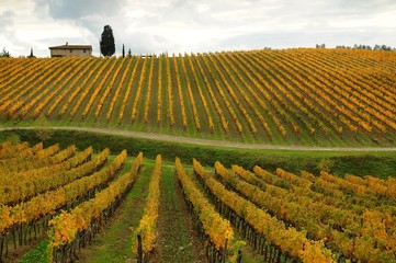 View of beautiful vineyards in Tuscany, Chianti, Italy. Autumn Season.