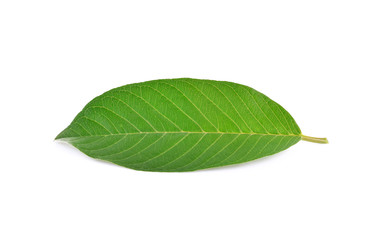 Guava (Psidium Guajava) leaf isolated on white background
