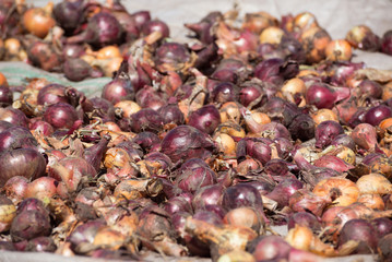 Freshly dug out onions drying in sun