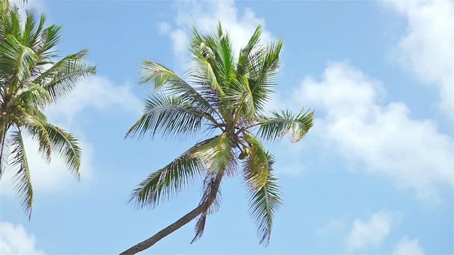 
Coconut tree under blue sky with copyspace area, loop