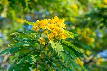 Close-up of flower of Scrambled Egg Tree - Senna surattensis (Burm.f.) under sunlight. - obrazy, fototapety, plakaty