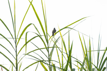 A bird perching on green reed leaves against white background